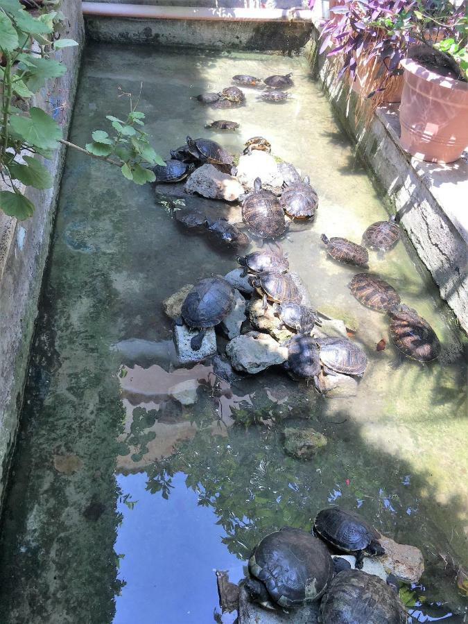 奥熙德尔家比亚诺住宿加早餐旅馆 锡拉库扎 外观 照片